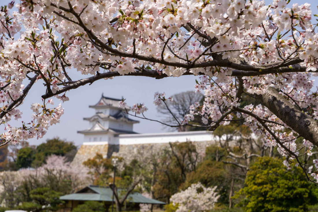 桜が満開の明石城